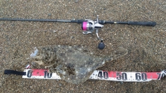 ヒラメの釣果