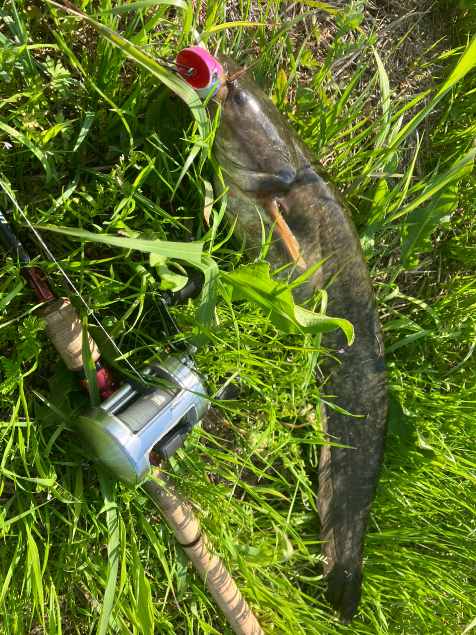 SHIMANO 19スコーピオン 1787RS-2の最安値・インプレ・釣果