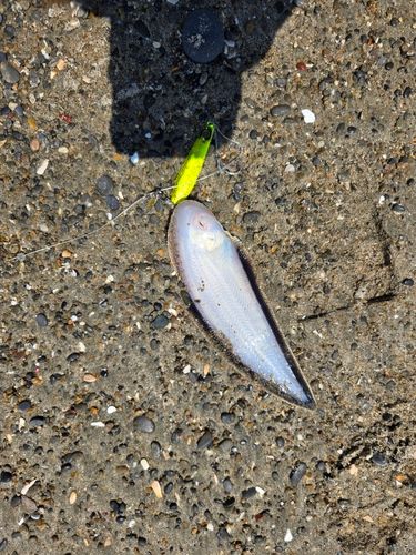 シタビラメの釣果