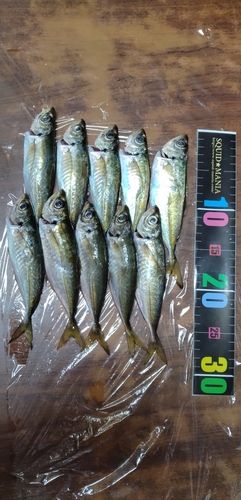 マアジの釣果