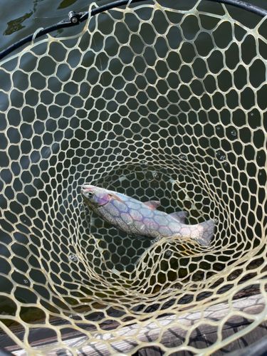 ニジマスの釣果