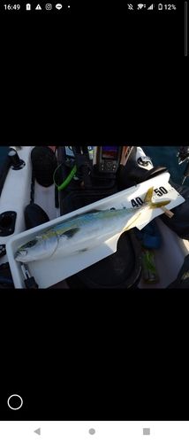 ワラサの釣果