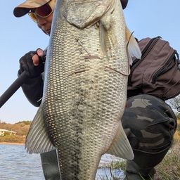 ブラックバス