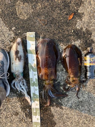 アオリイカの釣果