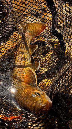 ヤマトイワナの釣果