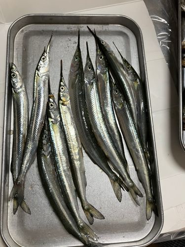 サヨリの釣果