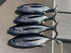 ビンチョウマグロの釣果