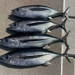 ビンチョウマグロ