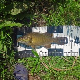 スモールマウスバス