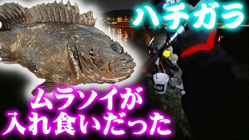 オウゴンムラソイの釣果