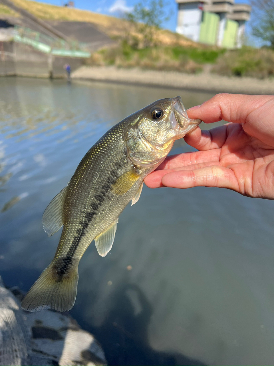 DAIWA 21ブレイゾン S64L-2・STの最安値・インプレ・釣果 | 本音
