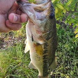 ラージマウスバス