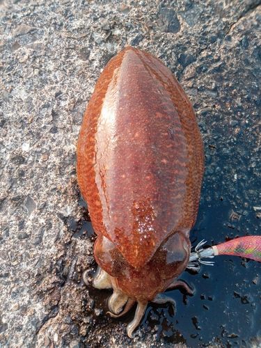 コウイカの釣果