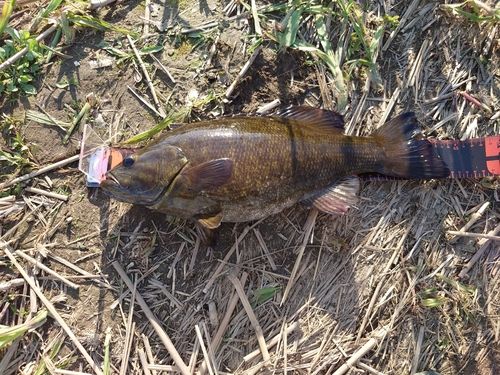 スモールマウスバスの釣果