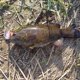 スモールマウスバス