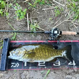 スモールマウスバス