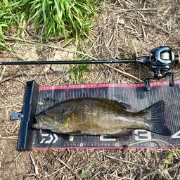 スモールマウスバス