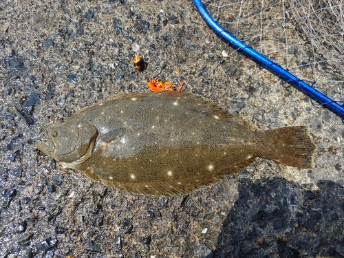ヒラメの釣果