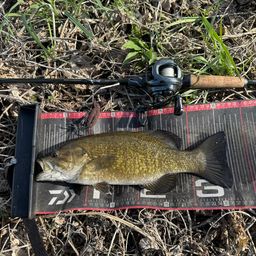 スモールマウスバス