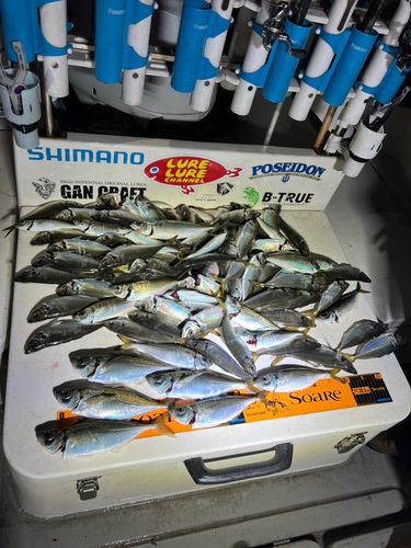 マアジの釣果