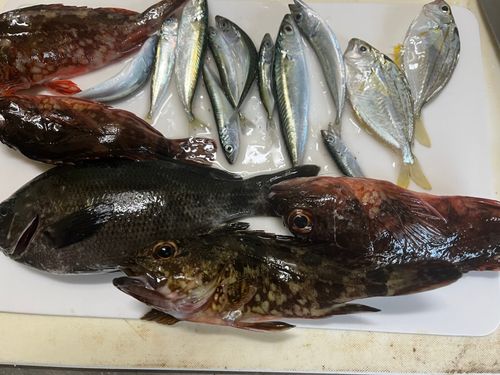 サバの釣果