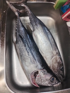 ビンチョウマグロの釣果