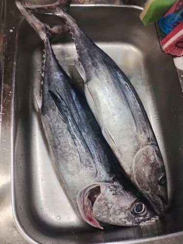ビンチョウマグロの釣果