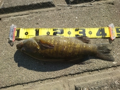 スモールマウスバスの釣果