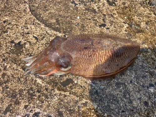 コウイカの釣果