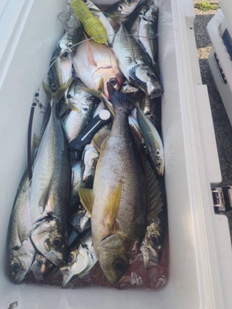 清和丸さんの釣果 2枚目の画像
