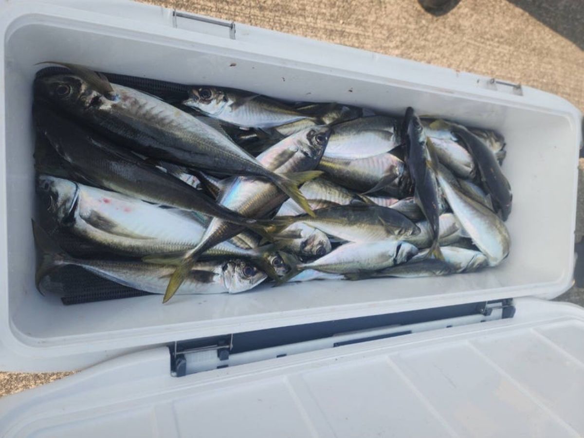 清和丸さんの釣果 3枚目の画像