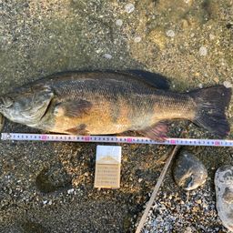 スモールマウスバス