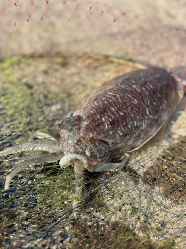 イカの釣果