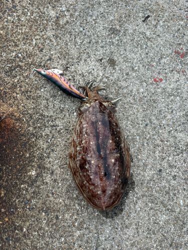 イカの釣果