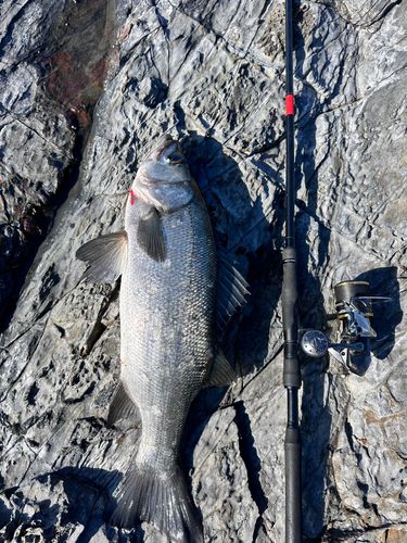 ヒラスズキの釣果