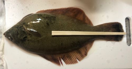 カレイの釣果