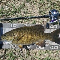 スモールマウスバス