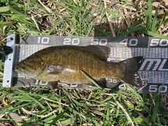 スモールマウスバスの釣果