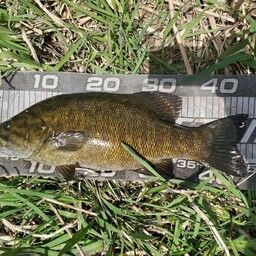 スモールマウスバス