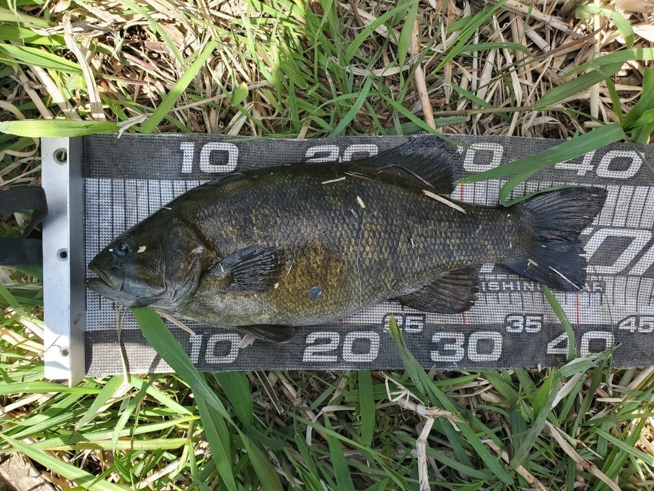 スモールマウスバス