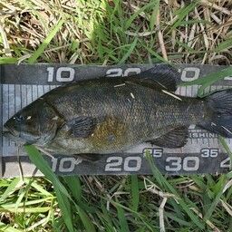 スモールマウスバス