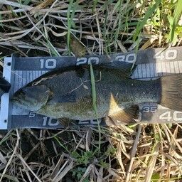 スモールマウスバス