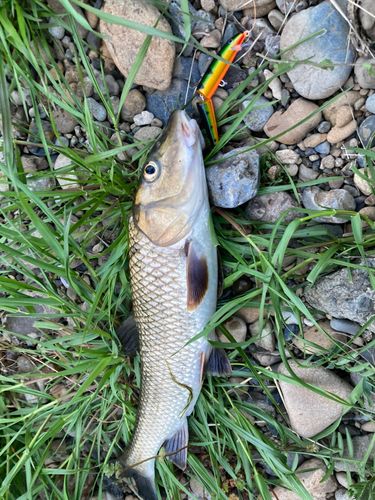ニゴイの釣果