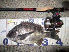クロダイの釣果