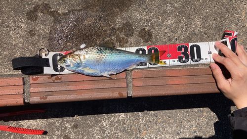 コノシロの釣果