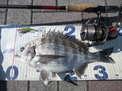 クロダイの釣果