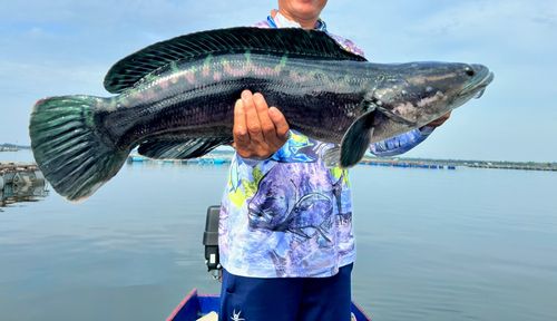 チャドーの釣果