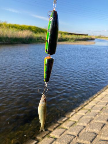 アユの釣果