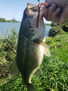 ラージマウスバスの釣果