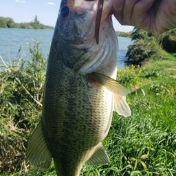 ラージマウスバス